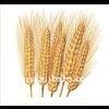 wheat Flour