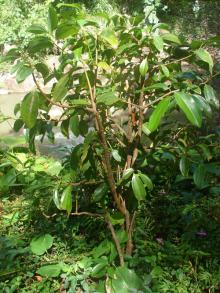 Organic Cinnamon