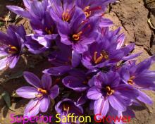  Best  Price for  Iranian  Negin  Saffron 