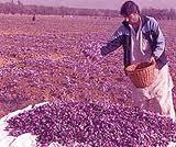 saffron pure safron of iran