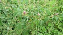 Dried Pink Rose Buds ,Saffron,Rose Water, others
