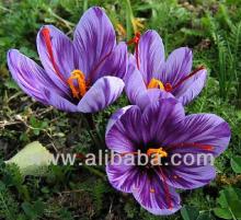 Saffron
