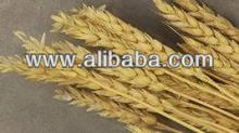 wheat gluten good quality grade A