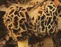 saffron,seeds ,herbs, dry fruits ,kashmiri hancrafts,forestry products, mushrooms.morels