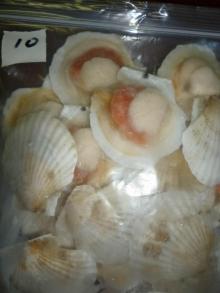 FROZEN SCALLOP,HALF SHELL,WILD CAUGHT