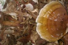 Reishi/ Lingzhi Mashroom