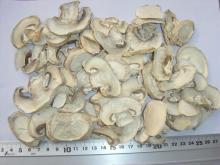 All Types of Dried Mushroom