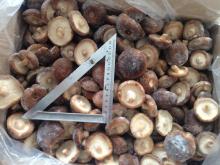 IQF FROZEN SHIITAKE