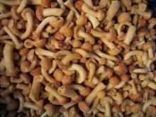 IQF Nameko Mushrooms