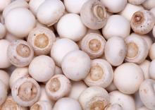 FROZEN CHAMPIGNON MUSHROOM WHOLE