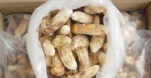 2014 Top Sale frozen matsutake mushroom
