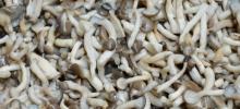 2014 IQF  Shimeji   mushroom 