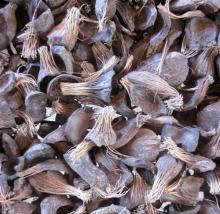 Palm Kernel Shell (PKS)