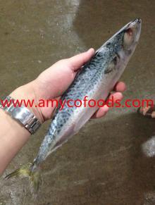 PACIFIC MACKEREL 300-500