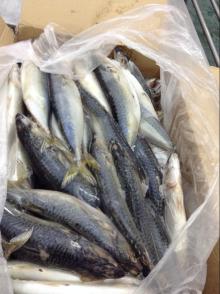 frozen scomber japonicus pacific mackerel fish whole round