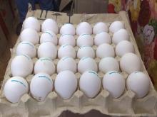 fresh chicken eggs