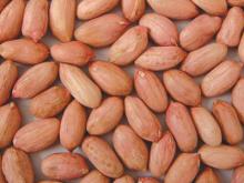  peanut   kernels   long   shape 