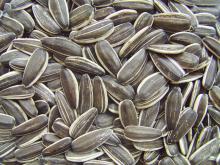 sunflower seeds