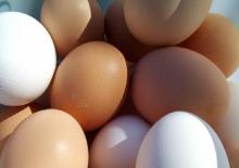 POULTRY  EGG S  EXPORTERS 