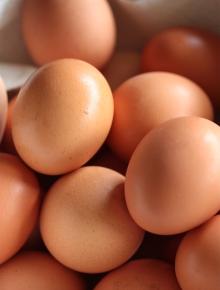 QUALITY FRESH CHICKEN EGGS FOR SALE