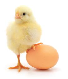 FARM FRESH BROWN TABLE EGGS