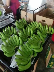 Fresh Green cavendish Banana