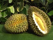 Durians, Dried Durian, Fresh Durian, Freeze Dry Durian,