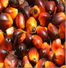 crude  palm   oil   seed 
