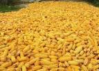 Yellow Corn Animal Feed