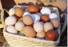 Fresh Brown & White Eggs