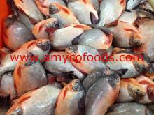 Pompano/Pomfret Red