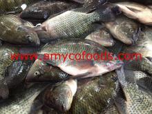 Black Tilapia Fish Whole Round Fresh Frozen