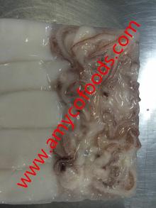 Loligo Squid(Loligo Chinensis) high quality good price