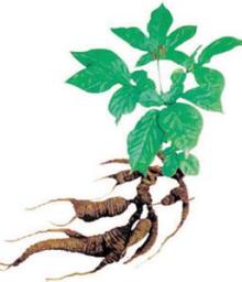 2014 Manufacturer hot sale korean ginseng extract 28%