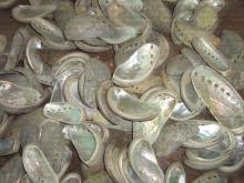 ABALONE SHELL