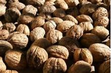 walnut