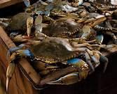  Live   Crabs 