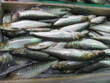 Frozen Pacific Sardines ( Sardinop s  Sagax )