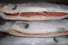 Frozen  Atlantic  Salmon