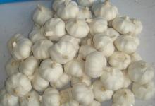 garlic red from china