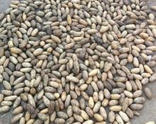 Raffia palm tree seeds