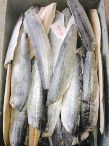 scomberomorus mackerel  fish   fillets 