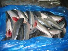 HGT frozen pacific mackerel