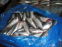 frozen mackerel Scomber japonicus HGT HG