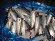 70g  HGT   fish  pacific mackerel scomber japonicus HG