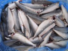 150g up HG HGT  frozen   mackerel   scomber  fillets
