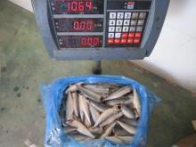 150g up HG frozen mackerel factory scomber fillets HGT