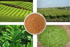 FineSky pure green tea extract