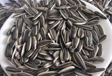  5009   sunflower   seeds 