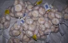 GARLIC LOW PRICE